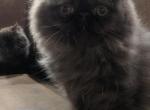 chocolate - Persian Kitten For Sale - 