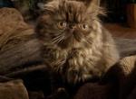 chocolate male - Persian Kitten For Sale - Mora, NM, US