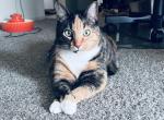 Sasha - Domestic Cat For Adoption - Tampa, FL, US