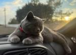 Crash - British Shorthair Cat For Adoption - OK, US