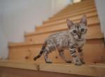 Health tested Parents - Bengal Kitten For Sale - Jersey City, NJ, US