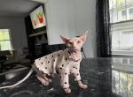 Sphynx kitten female - Sphynx Kitten For Sale - Somerset, MA, US