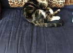 Roxy - Domestic Cat For Adoption - Brooklyn, NY, US