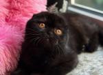 Mikaela - Scottish Fold Kitten For Sale - Los Angeles, CA, US