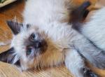 Stunning Lynx and seal balinese kittens - Balinese Kitten For Sale - 