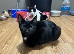 Happy feet - American Shorthair Kitten For Sale - NC, US