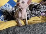 Tig - Sphynx Kitten For Sale - Lake Geneva, WI, US