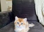 British shorthaired bright golden female kitten - British Shorthair Kitten For Sale - 