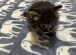 Tarzan - Siberian Kitten For Sale - 