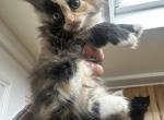 Orange - Siberian Kitten For Sale - Worcester, MA, US