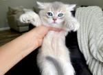 British shorthaired blue golden male - British Shorthair Kitten For Sale - 