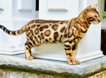 Hermes - Bengal Kitten For Sale - Franklin Lakes, NJ, US