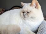 Lilac tortie point British Shorthair girl - British Shorthair Cat For Sale/Retired Breeding - Cleveland, OH, US