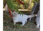 Fredro - Minuet Kitten For Sale - West Branch, MI, US