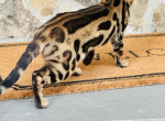 Gucci - Bengal Kitten For Sale - 