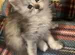 silver tortie maine coon kitten - Maine Coon Kitten For Sale - Bloomington, IL, US