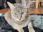 Gabby - Domestic Cat For Adoption - The Bronx, NY, US