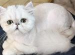 Bo peep - Persian Kitten For Sale - Reading, PA, US