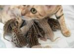 Bengal Kittens Litter Veriety of Colors & Markings - Bengal Kitten For Sale - Franklin Lakes, NJ, US