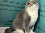 Firo - Scottish Fold Kitten For Sale - Los Angeles, CA, US