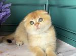 Juno - Scottish Fold Kitten For Sale - Los Angeles, CA, US