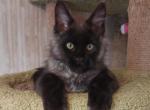 Primak - Maine Coon Kitten For Sale - Boston, MA, US