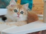 Garfield Longhair - British Shorthair Kitten For Sale - Boston, MA, US