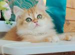 Garfield Longhair - British Shorthair Kitten For Sale - Gurnee, IL, US