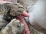 Moon and stars litter - Maine Coon Kitten For Sale - 