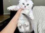 Scottish fold chinchilla female kitten - British Shorthair Kitten For Sale - 