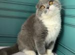 Firo - Scottish Fold Kitten For Sale - New York, NY, US