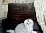 Scottish Fold Silver Chinchilla male kitten - Scottish Fold Kitten For Sale - 