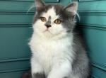 Timo - British Shorthair Kitten For Sale - New York, NY, US