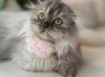 Smoke color girl - Scottish Fold Kitten For Sale - Sun City Center, FL, US