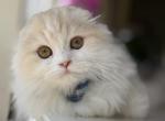 Red silver bicolor boy - Scottish Fold Kitten For Sale - Sun City Center, FL, US