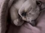 Kats ravishing ragdolls mitted seal points - Ragdoll Kitten For Sale - Lancaster, PA, US