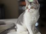 Blue Harlequin girl - Scottish Straight Kitten For Sale - 