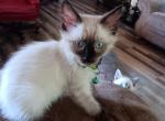 Victor - Ragdoll Kitten For Sale - Holden, MO, US