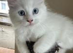 Autumnes Kittens - Ragdoll Kitten For Sale - 