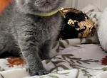 Brabus - British Shorthair Kitten For Sale - New York, NY, US