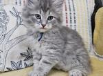 Royal - Siberian Kitten For Sale - Arnold, MO, US