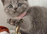 Barbe - British Shorthair Kitten For Sale - New York, NY, US