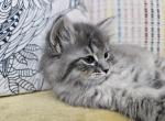 Diana - Siberian Kitten For Sale - Arnold, MO, US