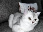 Stormi - British Shorthair Kitten For Sale - 