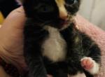 Missy - Domestic Kitten For Sale - Bronx, NY, US