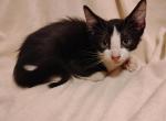 Tobias - Domestic Kitten For Sale - 