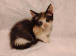 Tabitha - Snowshoe Kitten For Sale - 