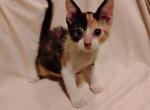 Calli - Domestic Kitten For Sale - 