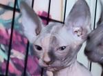 Calif Silver - Sphynx Kitten For Sale - Sacramento, CA, US