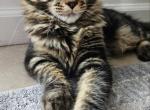 SONIA - Maine Coon Kitten For Sale - Staten Island, NY, US